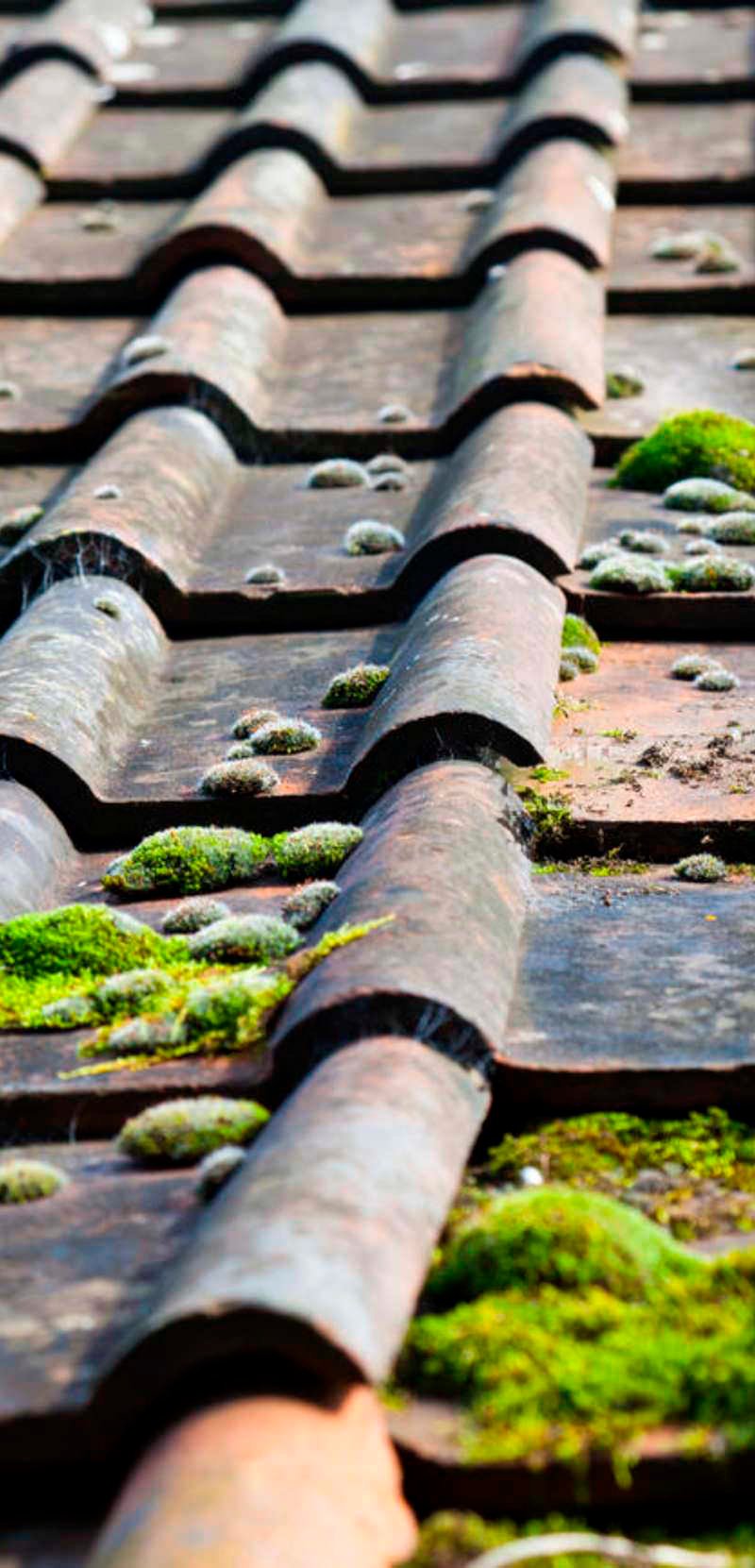 musgo en tejado